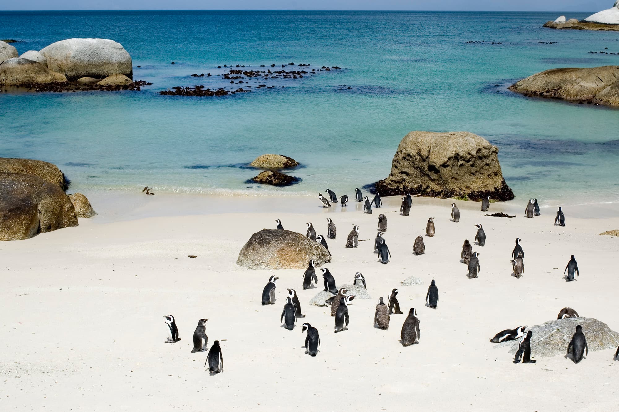 Boulders Beach Penguin Colony