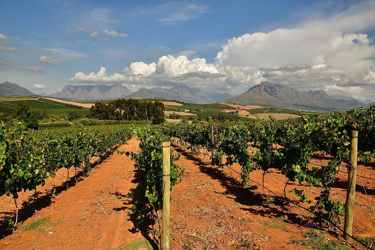 Vineyards_in_Stellenbosch_II.jpg